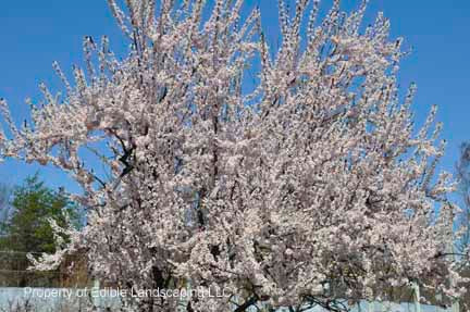 Hollywood Purple Leaf Plum