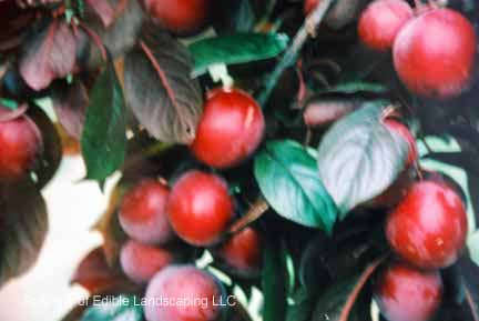 All Red Purple Leaf Plum