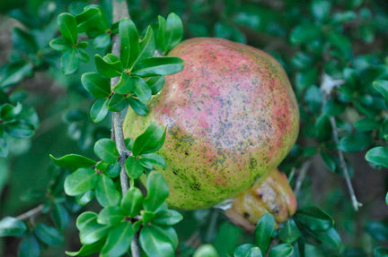 Makedonia Red Pomegranate