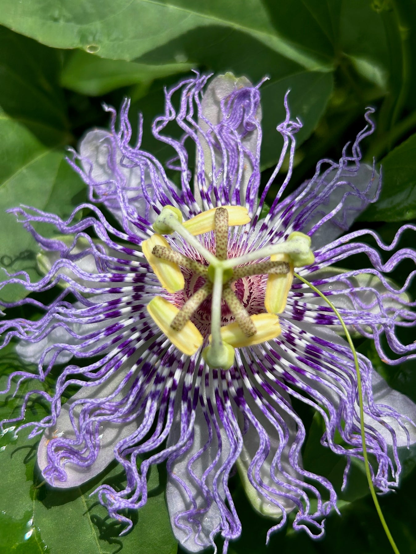 Passion Flower