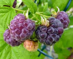 Glencoe Purple Thornless Raspberry