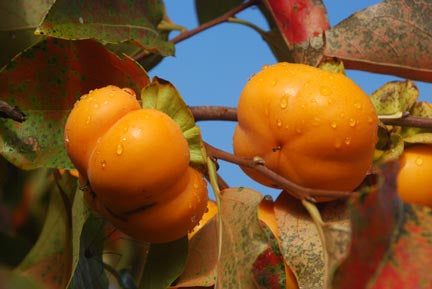 Sheng Persimmon