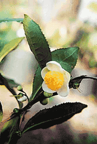 Tea Camellia
