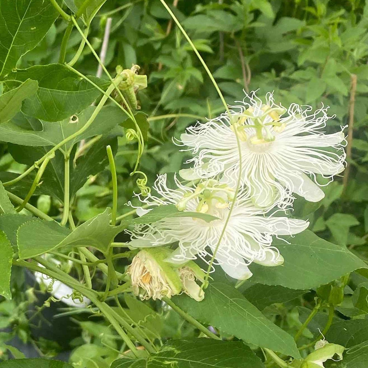 passion flower seed pod edible Passion Flower Seedling — Edible Landscaping