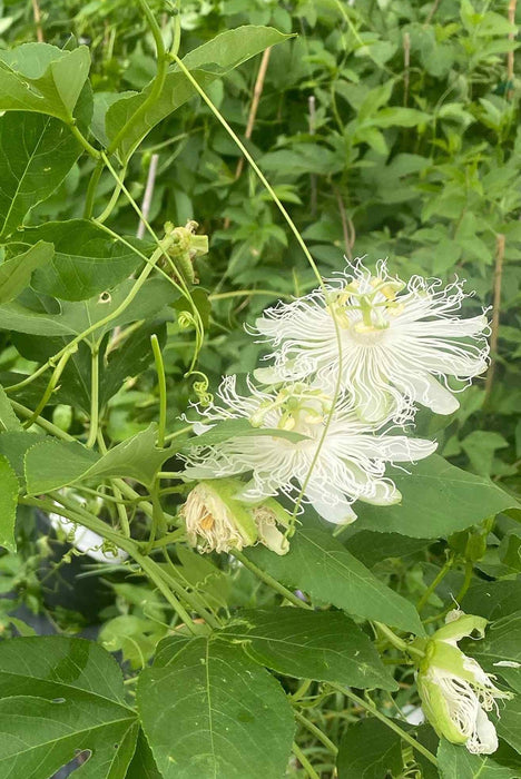 Passion Flower Seedling