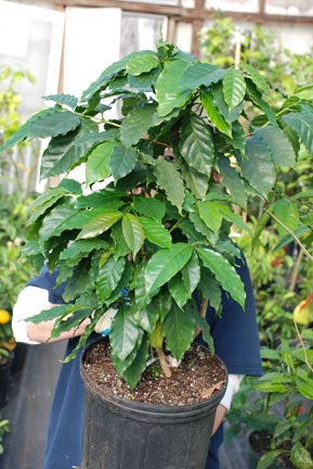 coffee house plant Coffee — Edible Landscaping