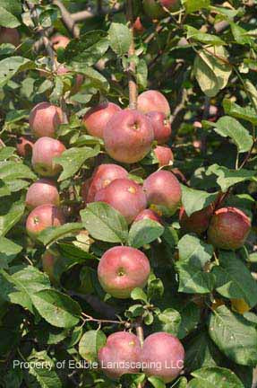 Liberty Apple