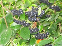 Aronia Black Seedling