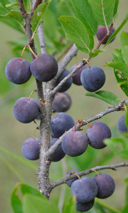Beach Plum â Edible Landscaping