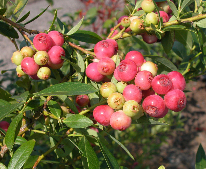 Pink Lemonade Blueberry