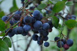 Yadkin Blueberry