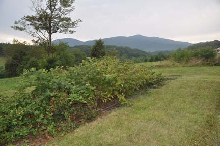 Caroline Raspberry – Edible Landscaping