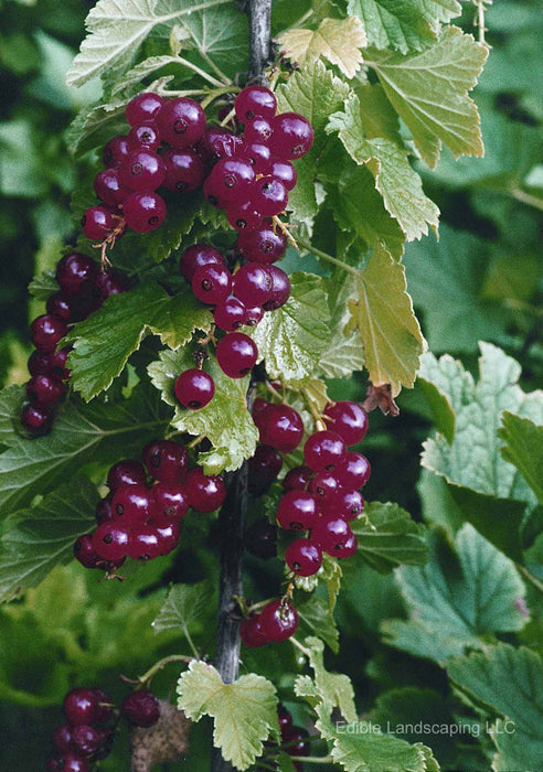 Red Lake Currant