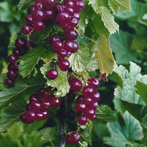 Currant Shrub Rows Currant – Edible Landscaping