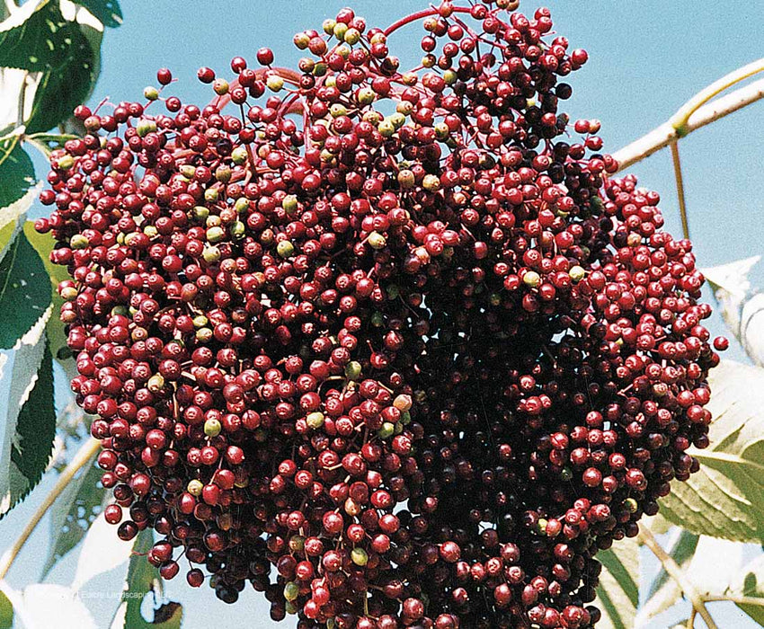 Native Elderberry