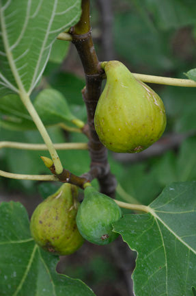 Green Ischia FigTree • Just Fruits and Exotics Green Ischia FigTree • Just Fruits and Exotics