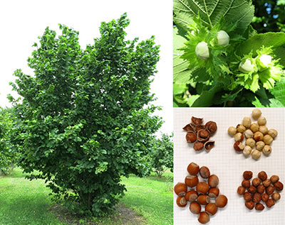 Filbert – Edible Landscaping