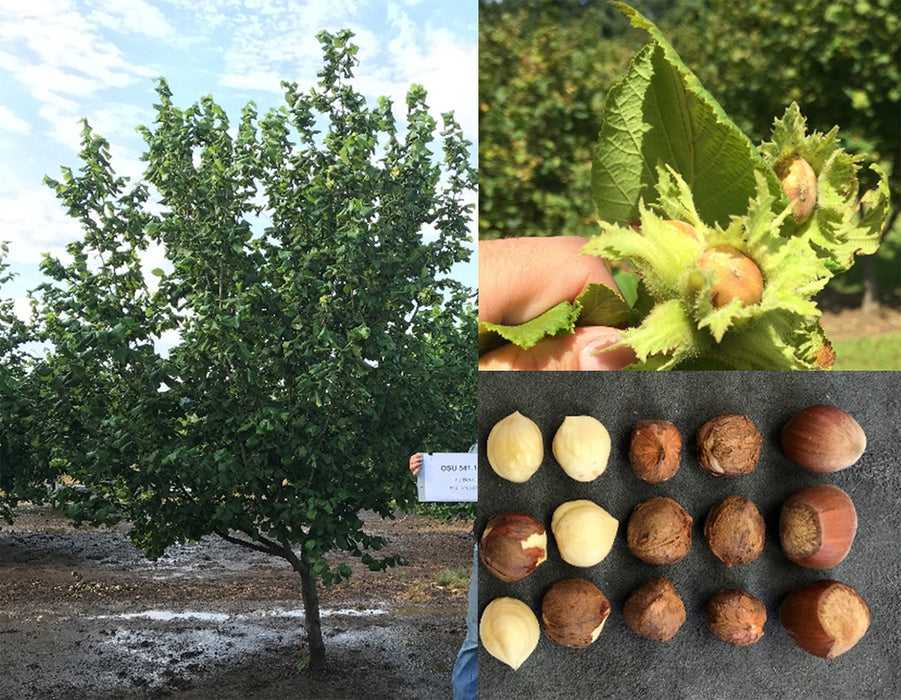 Countouring Filbert Tree The Beast Filbert — Edible Landscaping