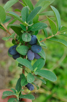 Berry Blue Honeyberry (Czech 17)