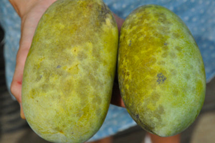 Select Pawpaw