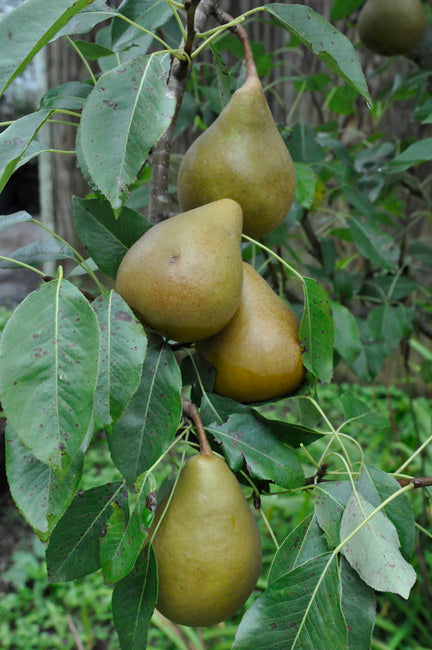 Bosc Pears 1 quart