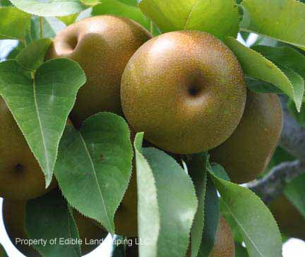 Korean Giant Pear – Edible Landscaping