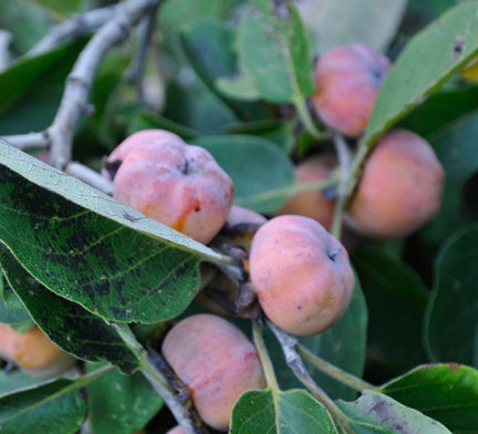 Meader Persimmon