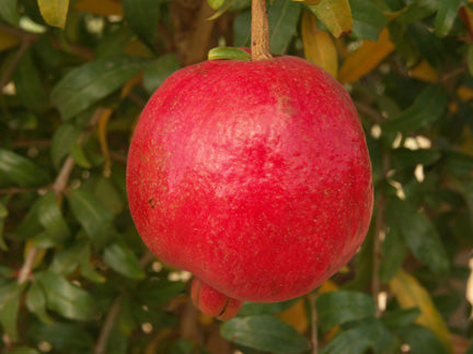 Bala Mursal Pomegranate