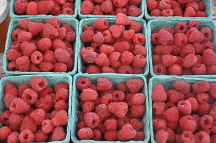 Caroline Raspberry — Edible Landscaping