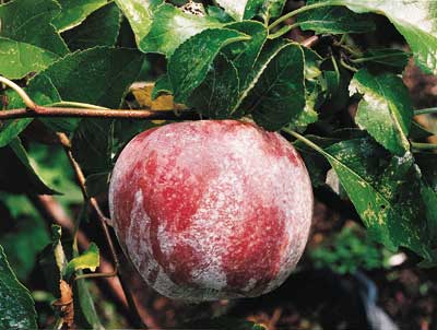 Liberty Apple