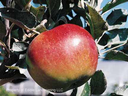 Arkansas Black Apple