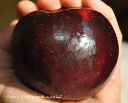 Arkansas Black Apple