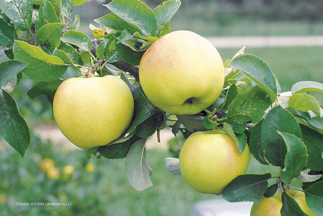 Pristine Apple