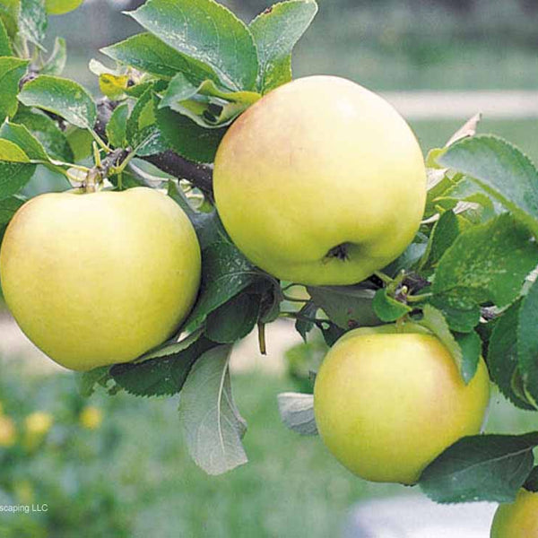 Apple – Edible Landscaping
