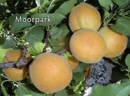 Moorpark Apricot