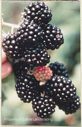 Chester Blackberry — Edible Landscaping