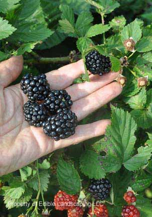 Ponca Blackberry Plant - Ison's Nursery & Vineyard