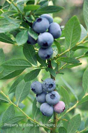Sharpblue Blueberry