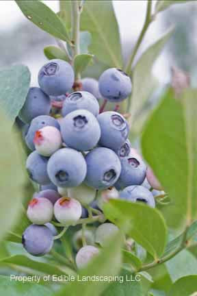 Climax Blueberry