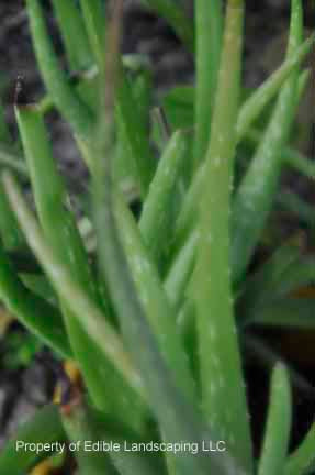 Aloe Vera