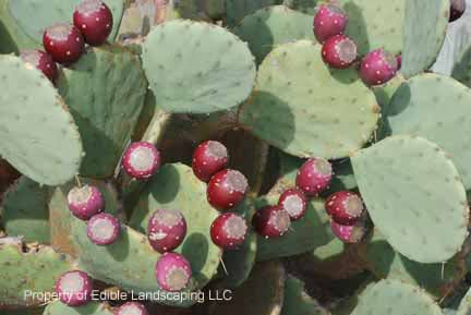 are prickly pear cactus edible Prickly Pear Hardy Cactus — Edible Landscaping