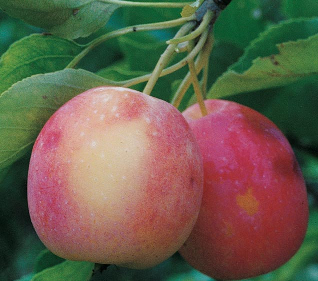 Centennial Apple