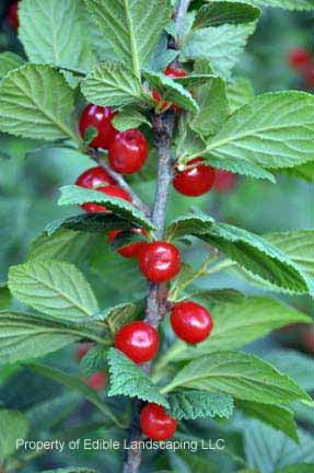 Bush Cherry Tree Nanking Bush Cherry Tree