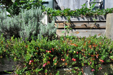 cranberry plants in pots Stevens Cranberry