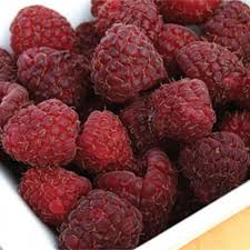 Raspberry – Edible Landscaping