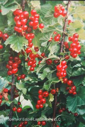 Red Cherry Currant