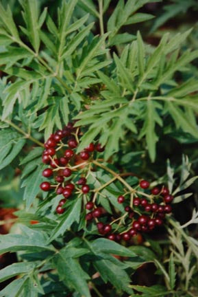 Cut Leaf Elderberry