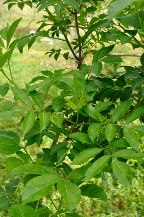 York Elderberry