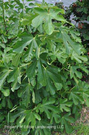 Conadria Fig