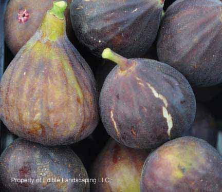 Fig